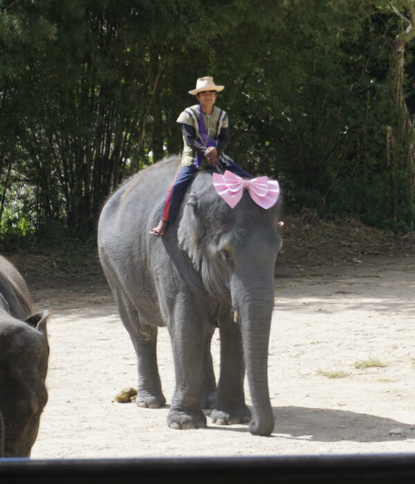Thailand Chiang Mai Tour